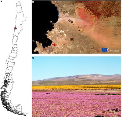 Mechanisms of flower coloring and eco-evolutionary implications of massive blooming events in the Atacama Desert